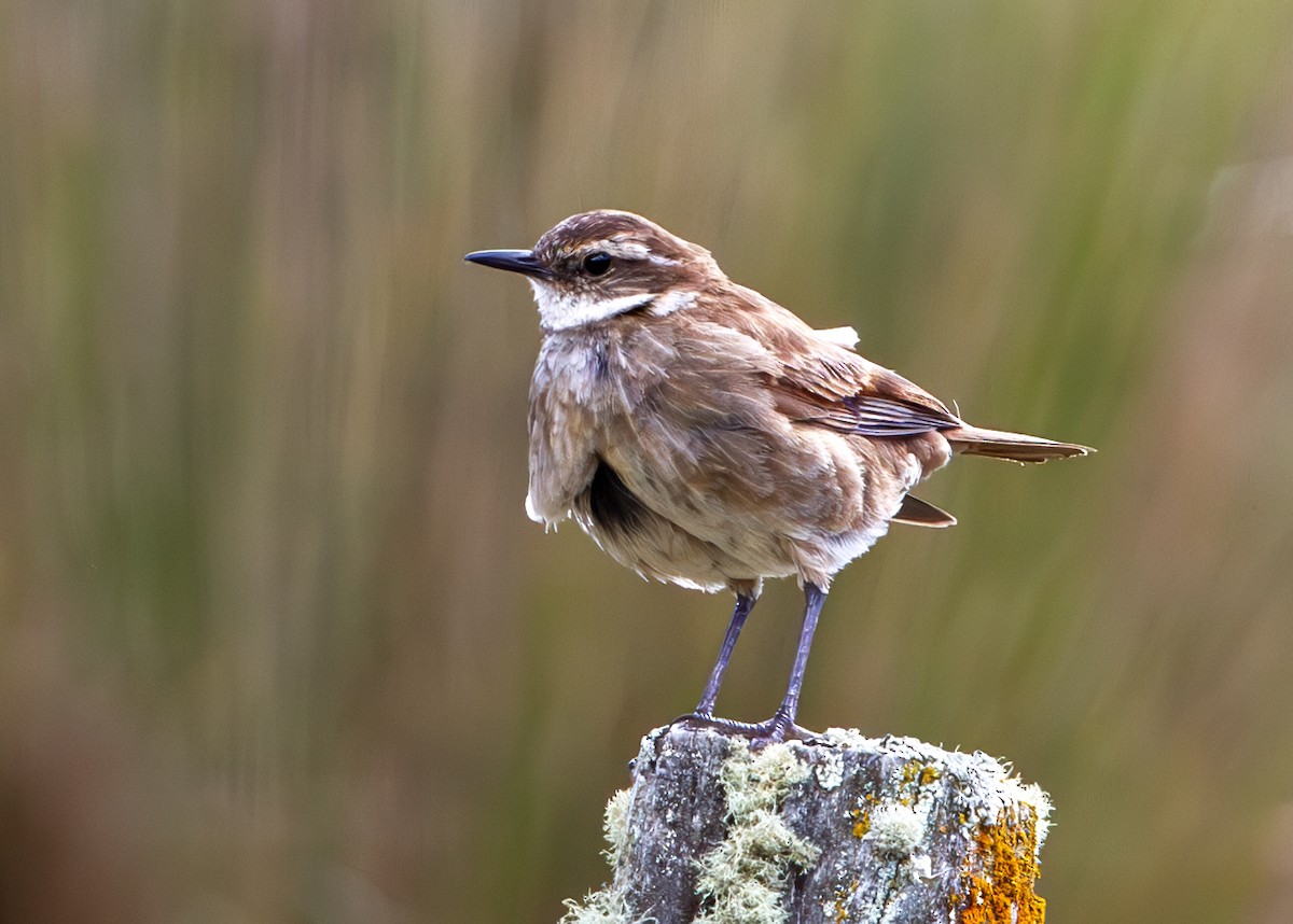 Chestnut-winged Cinclodes - ML646325738
