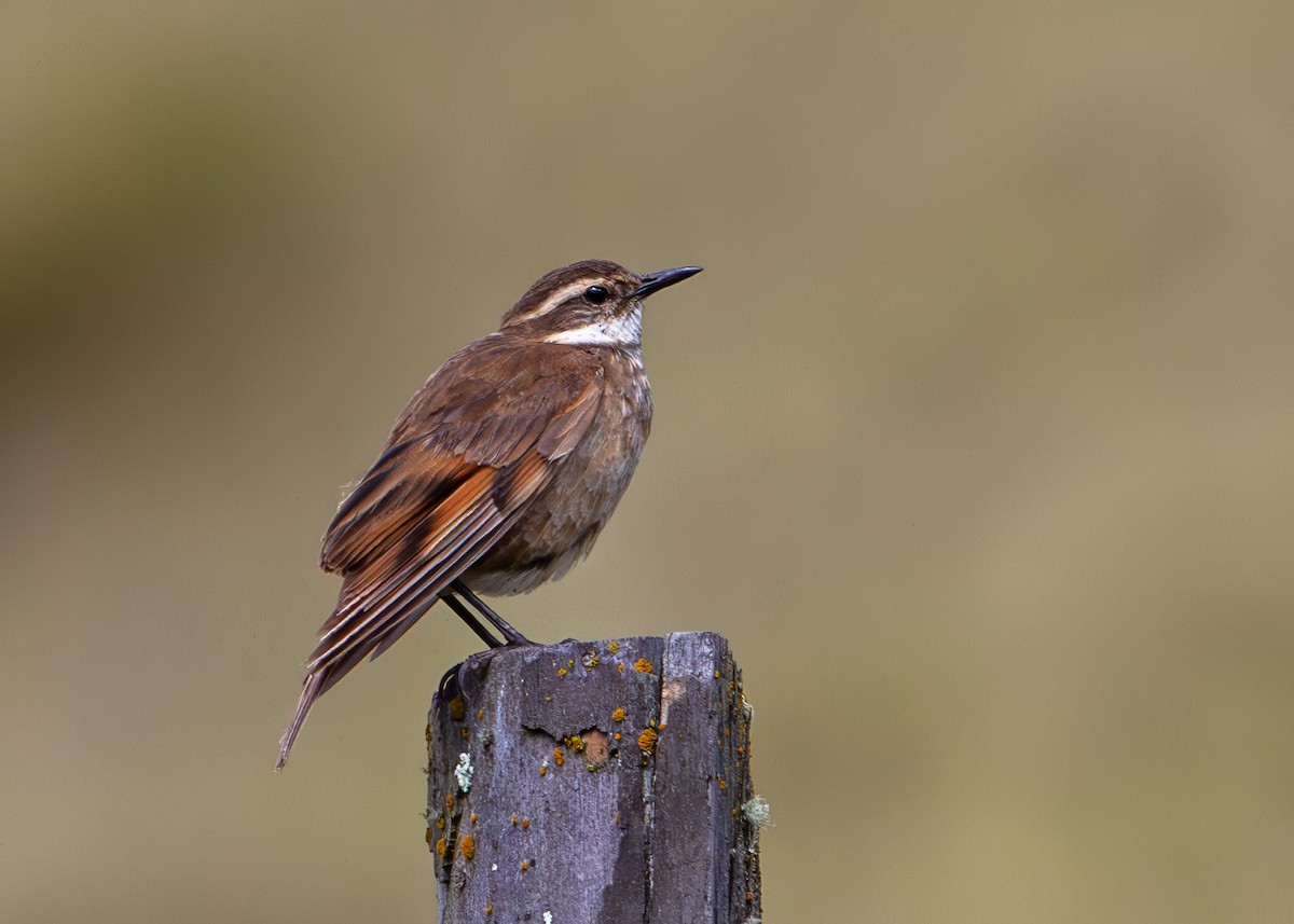 Chestnut-winged Cinclodes - ML646325739