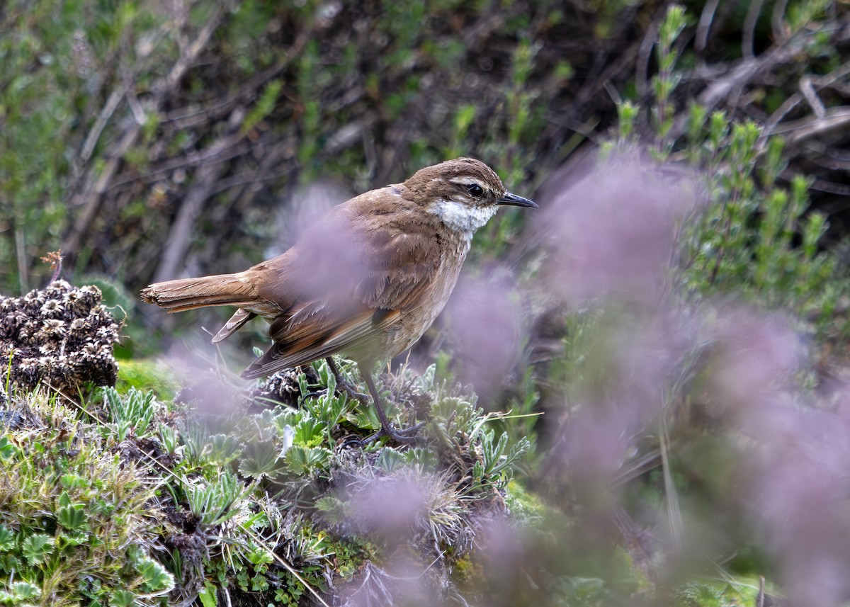 Chestnut-winged Cinclodes - ML646325740