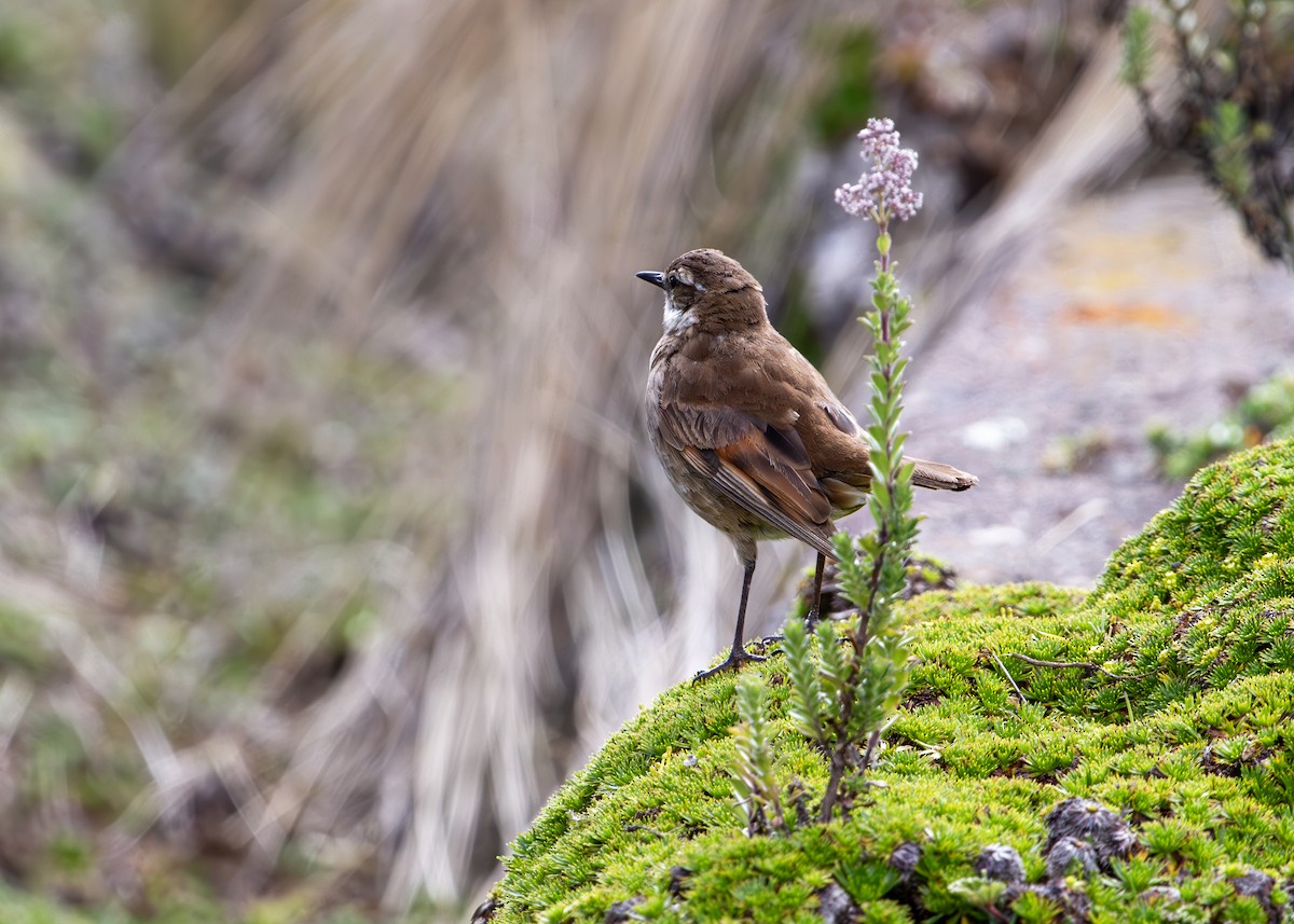 Chestnut-winged Cinclodes - ML646325741