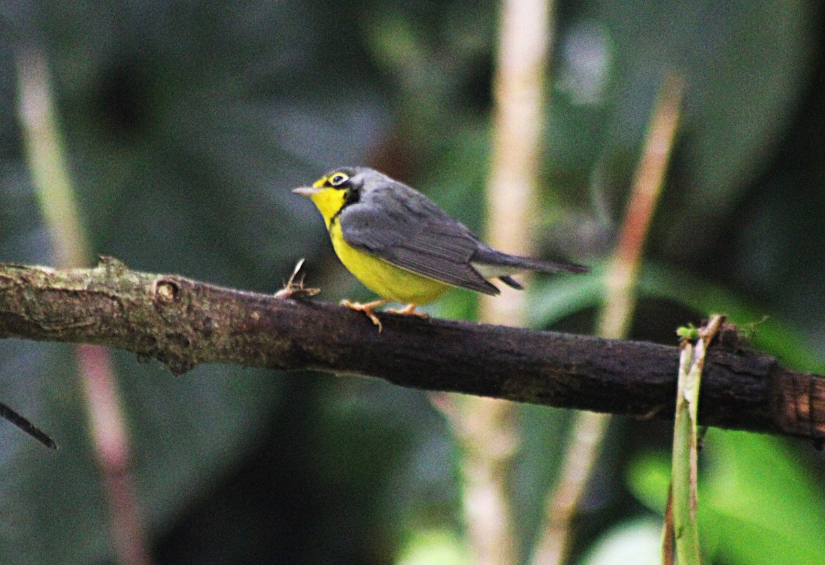 Reinita Canadiense - ML646325742