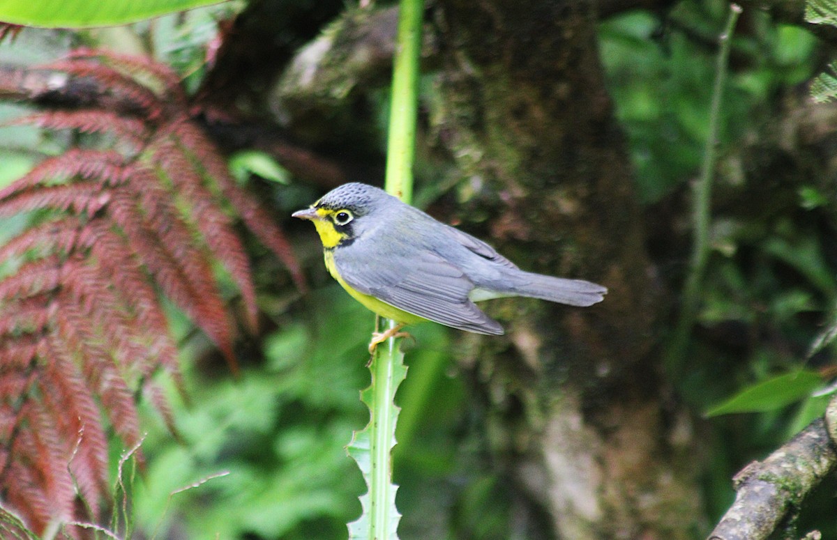 Reinita Canadiense - ML646325743