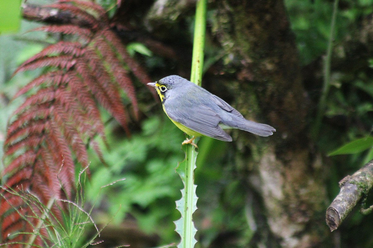 Reinita Canadiense - ML646325744