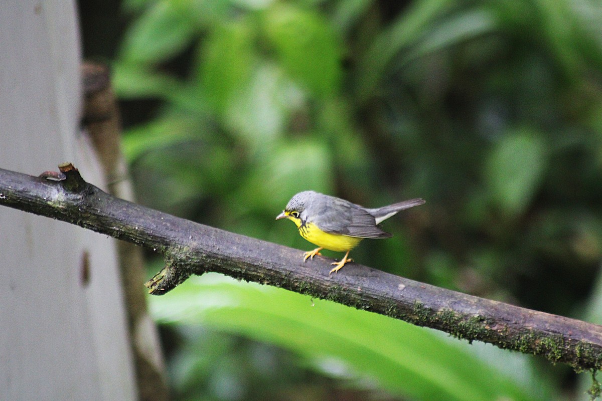 Reinita Canadiense - ML646325745