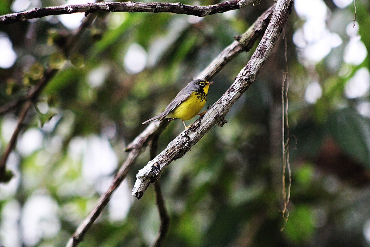 Reinita Canadiense - ML646325746