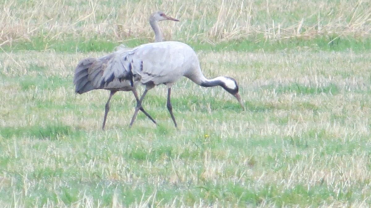 Kanada Turnası - ML646325747