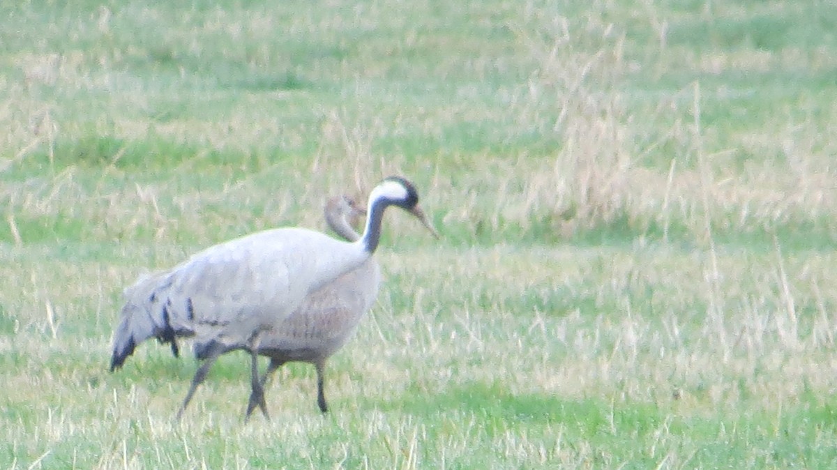 Kanada Turnası - ML646325748