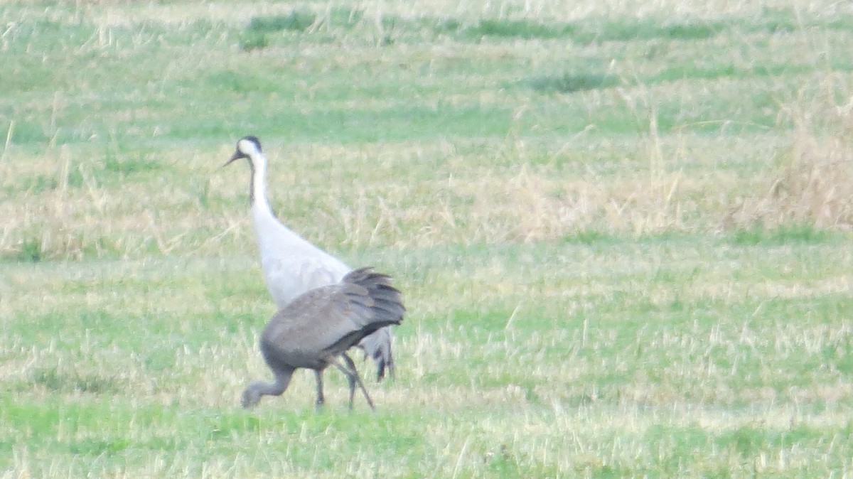 Kanada Turnası - ML646325749