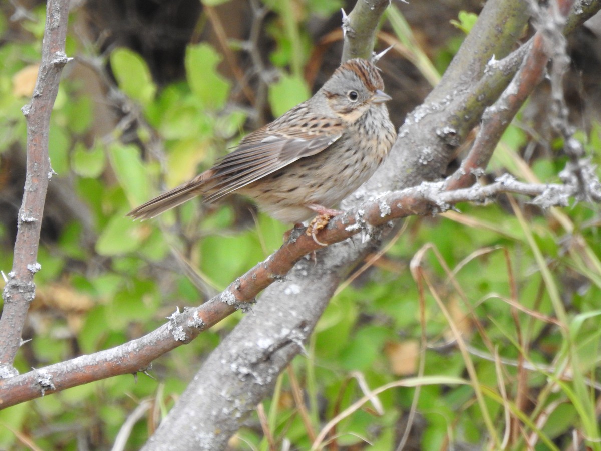 Lincoln's Sparrow - ML646325752