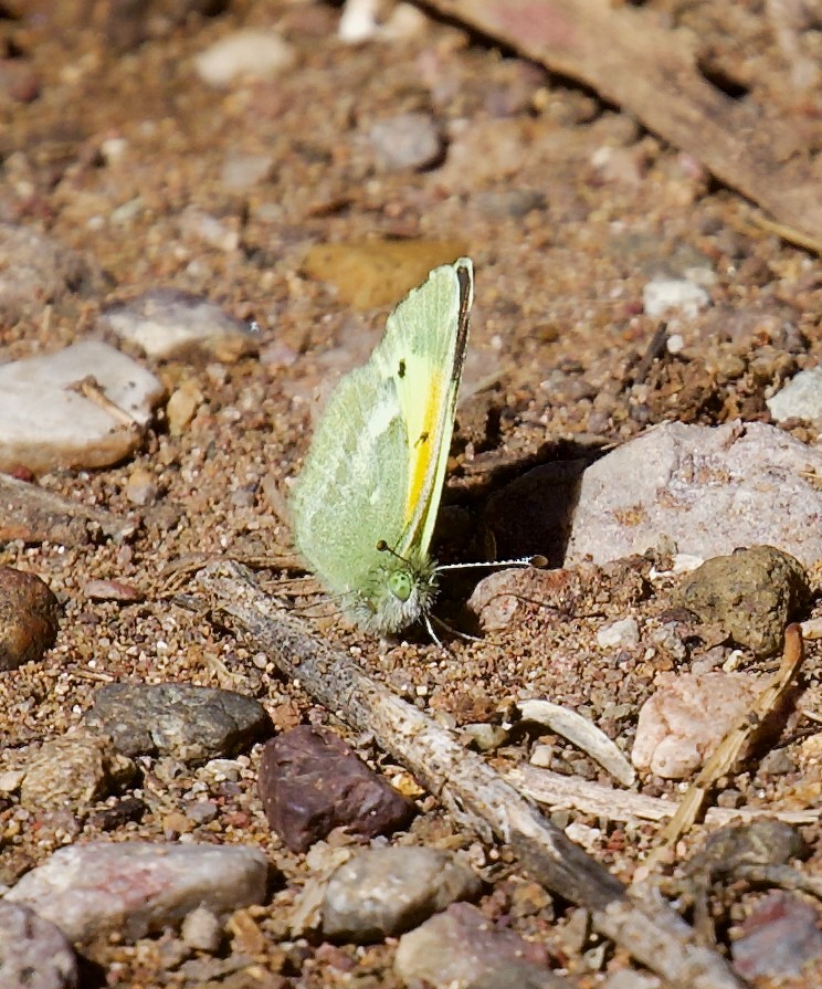 Dainty Sulphur - ML646325756