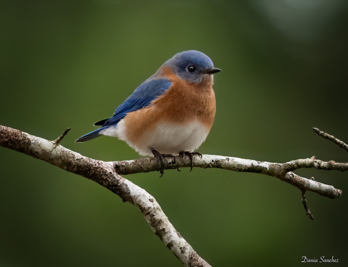 Eastern Bluebird - ML646325760