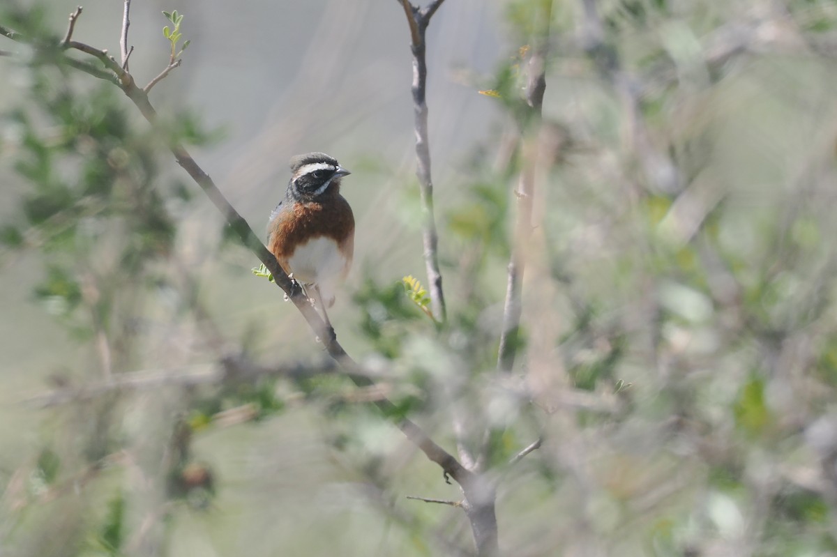 Chipiu noiron - ML646325762