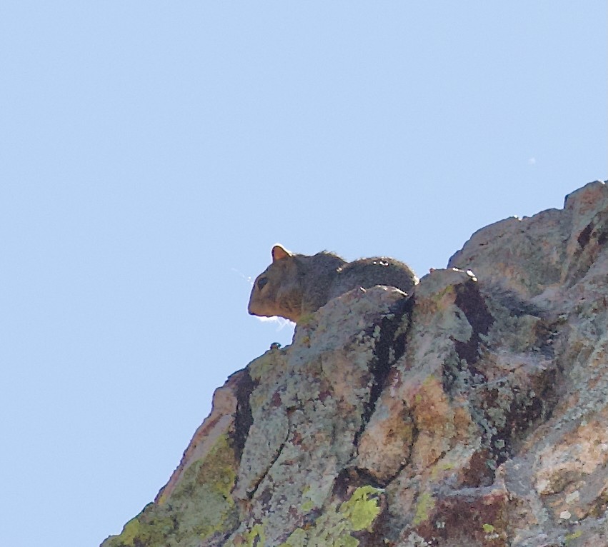 Rock Squirrel - ML646325763