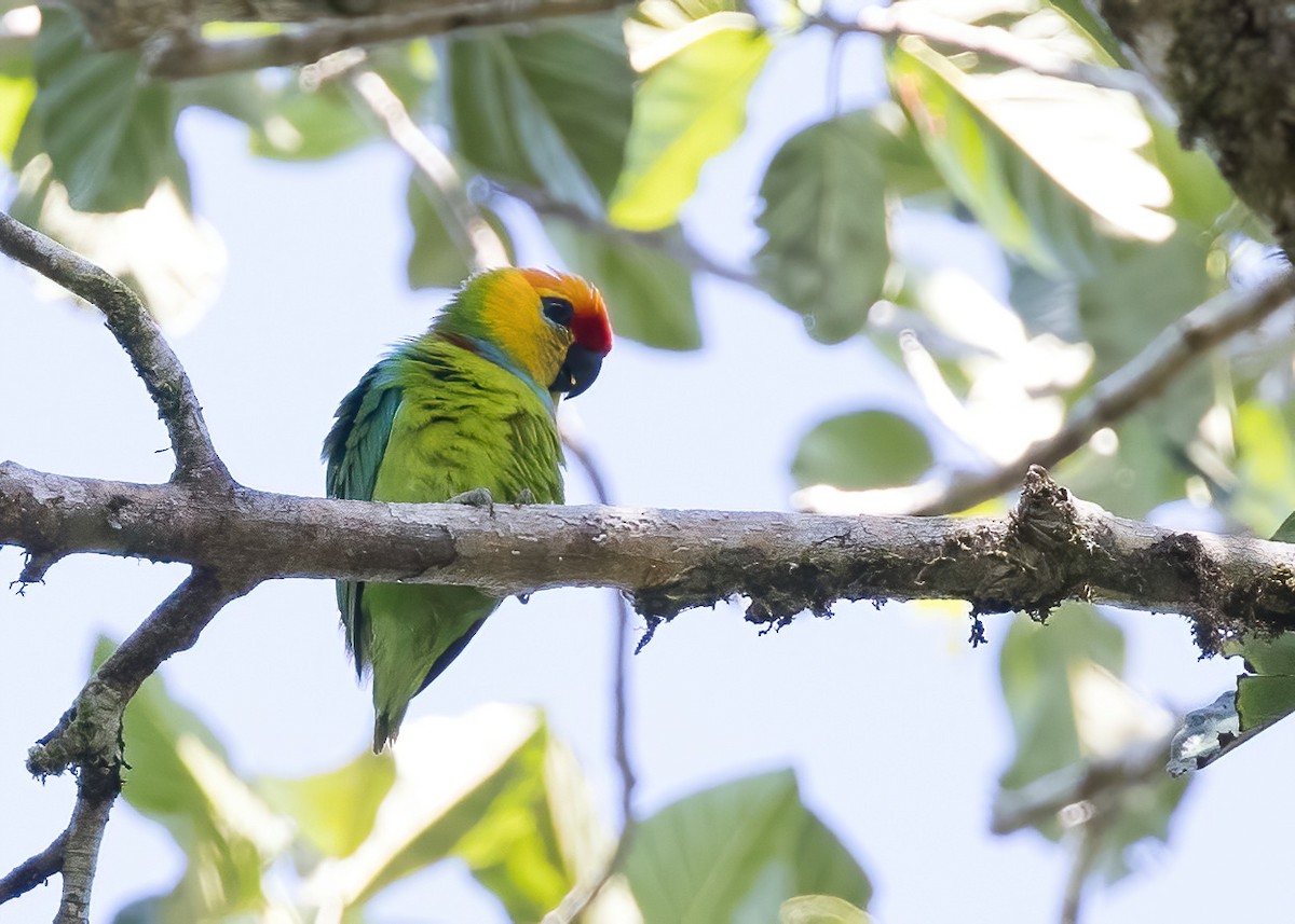 Psittacule de Desmarest - ML646325764