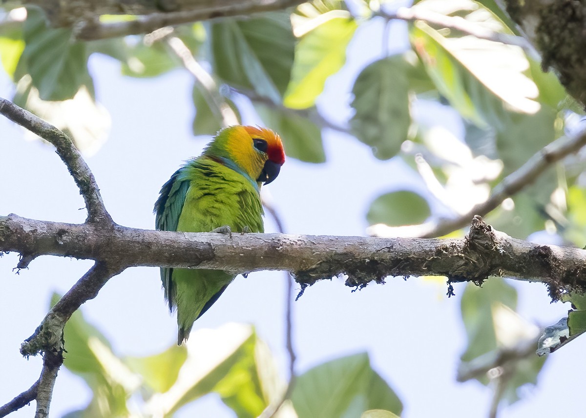 Psittacule de Desmarest - ML646325765