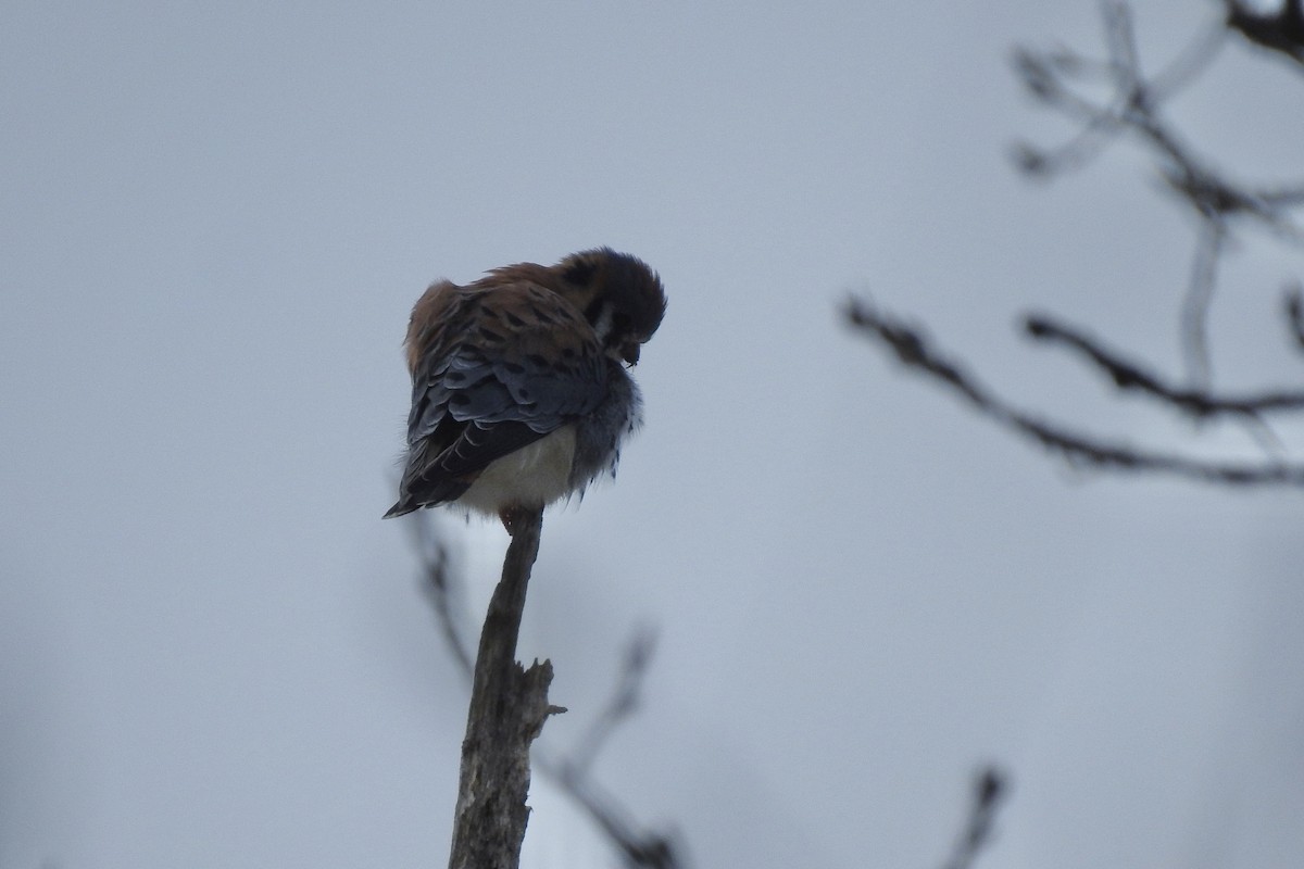 Crécerelle d'Amérique - ML646325766