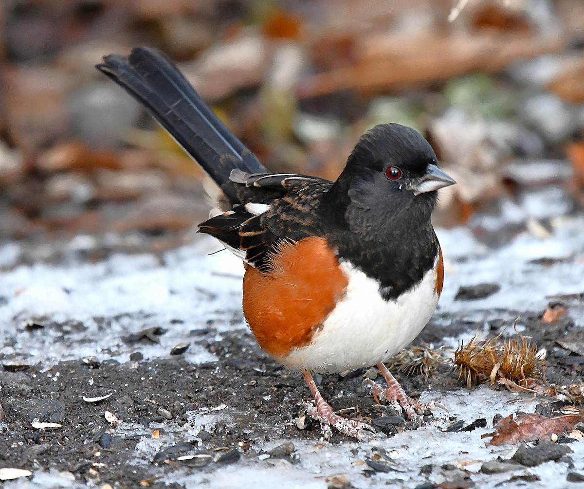 pipilo rudooký - ML646325768