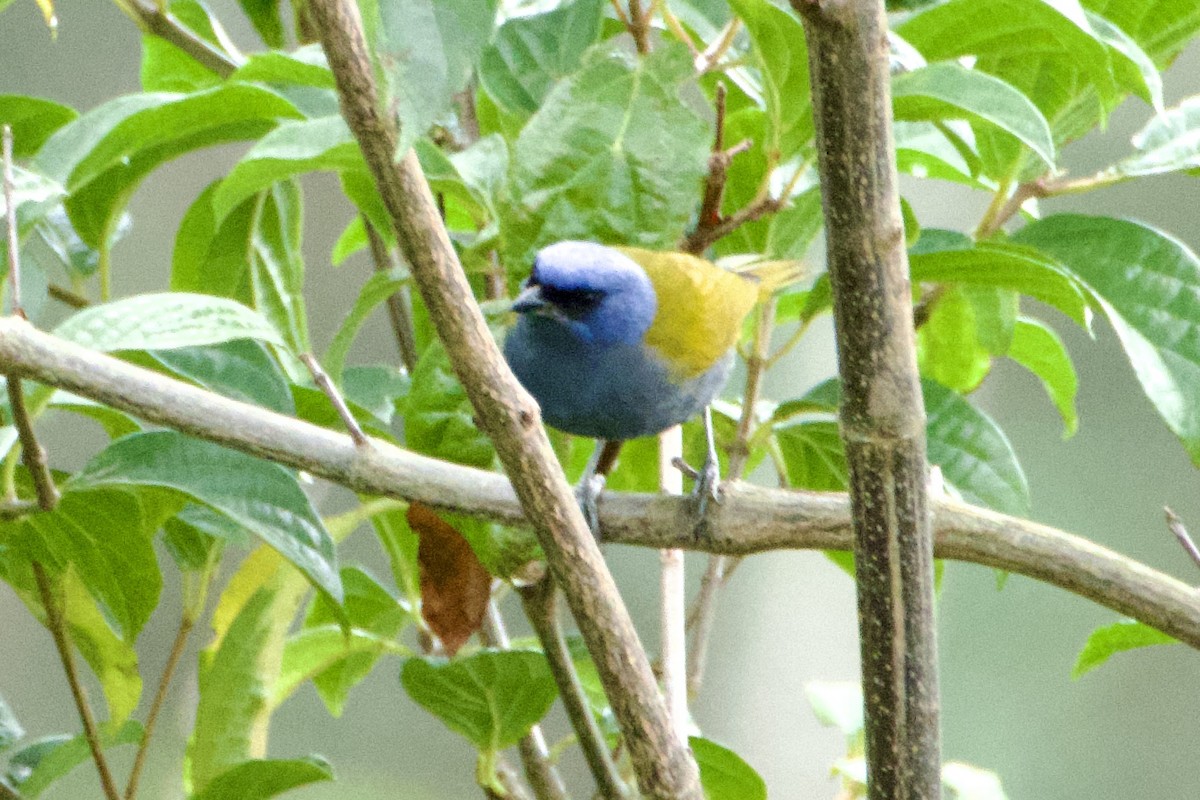 Tangara à tête bleue - ML646325773