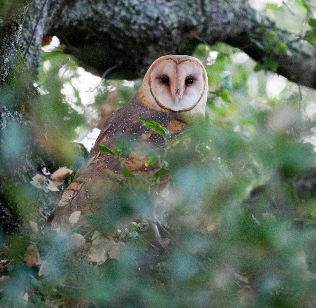 Effraie d'Amérique - ML646325774