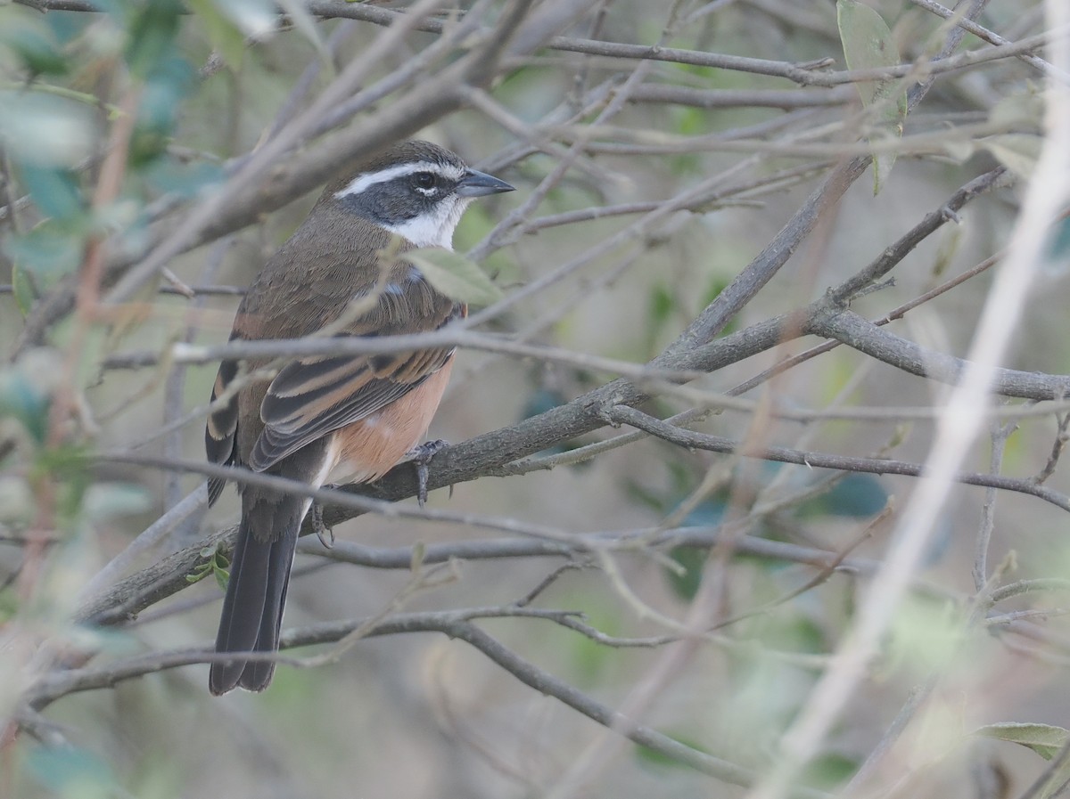 Chipiu de Bolivie - ML646325775
