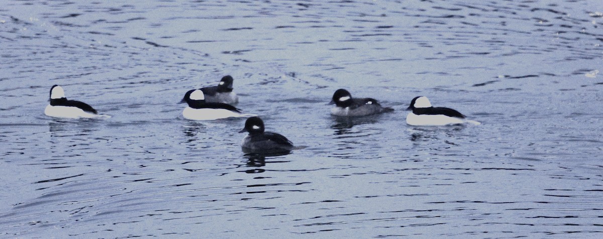 Petit Garrot - ML646325776