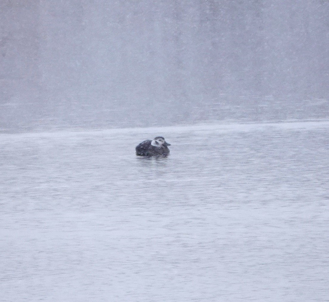 Harelde kakawi - ML646325780