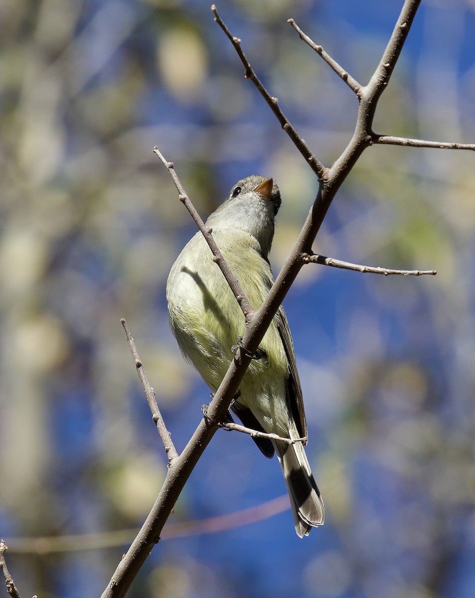 Moucherolle de Hammond - ML646325781