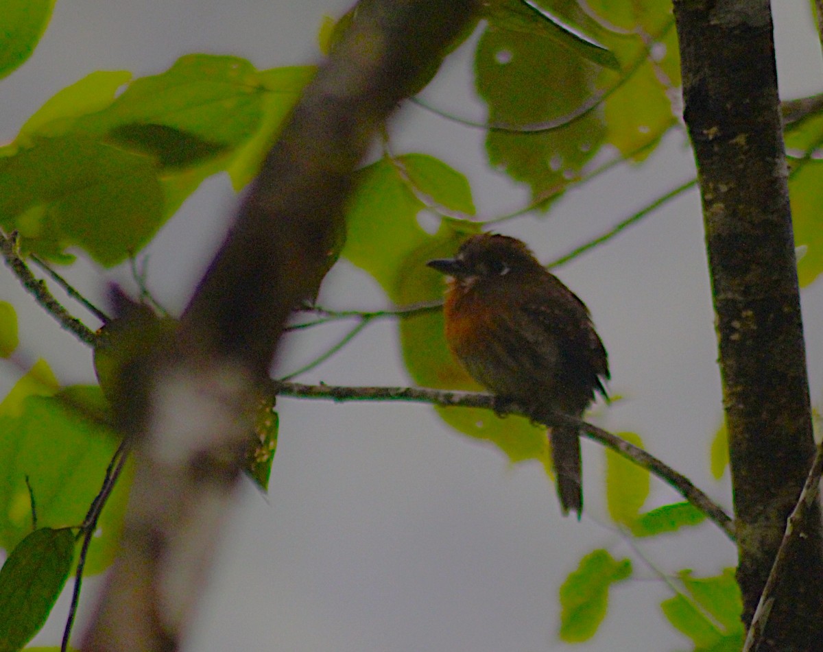 Tamatia à moustaches - ML646325782