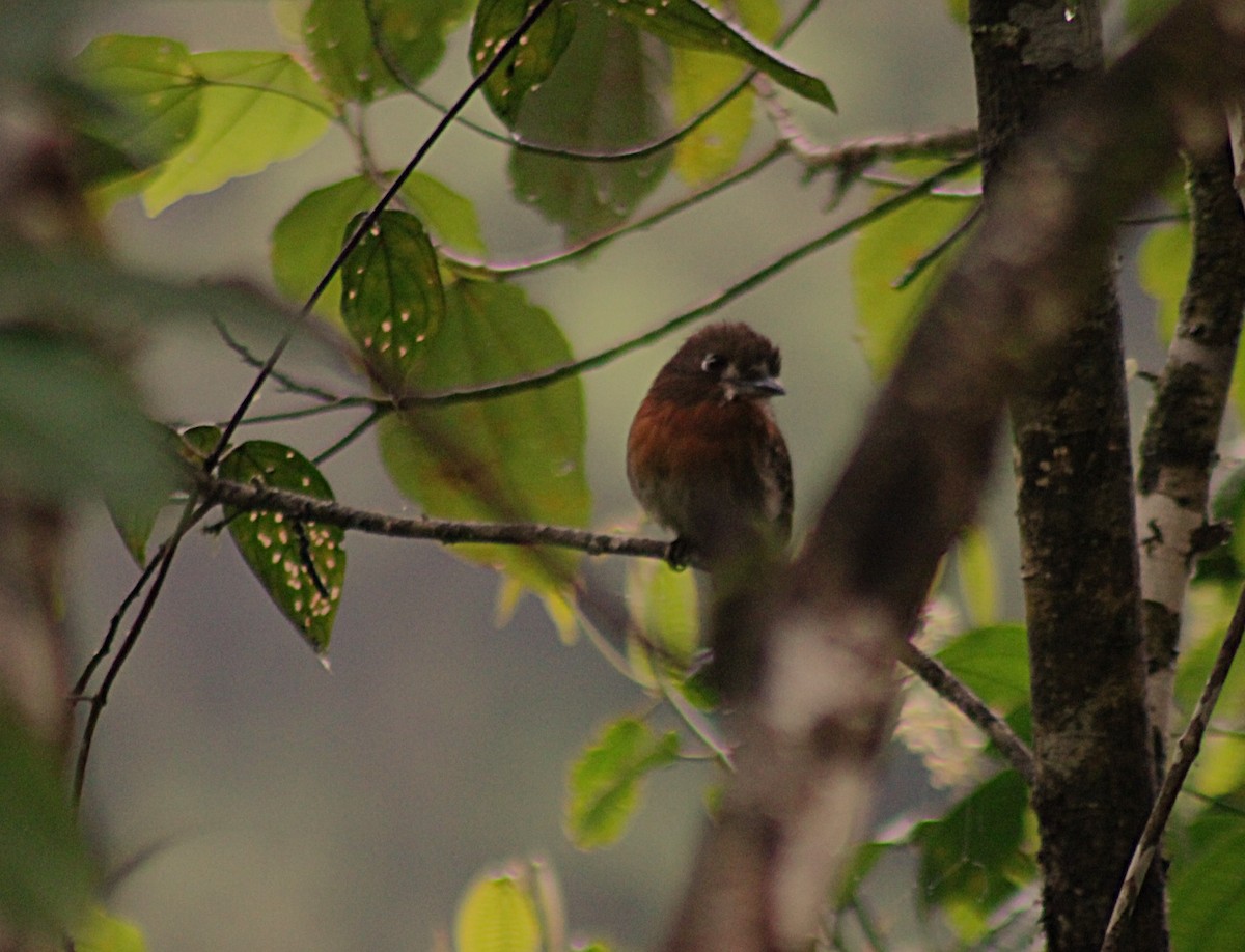 Tamatia à moustaches - ML646325783
