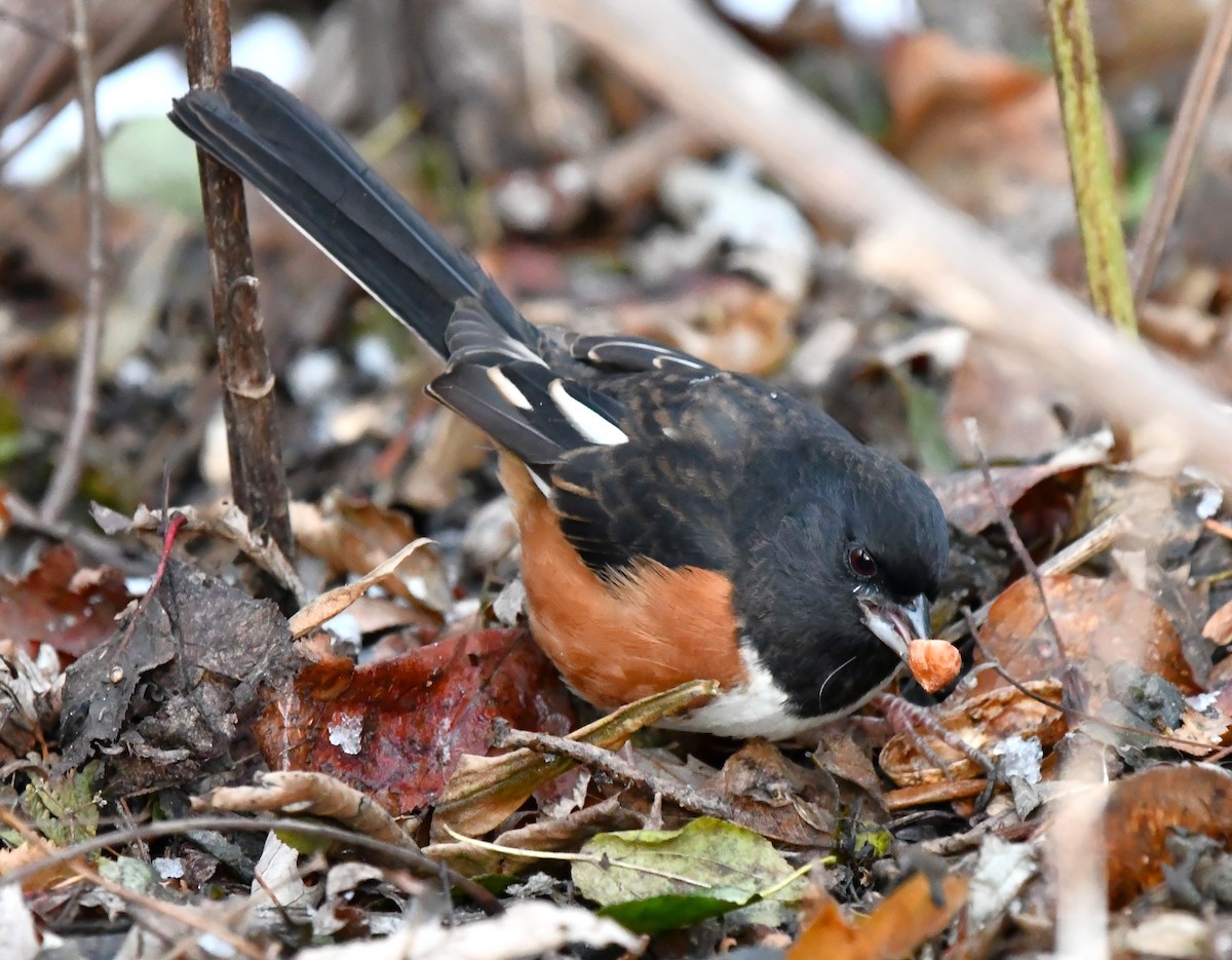 pipilo rudooký - ML646325784