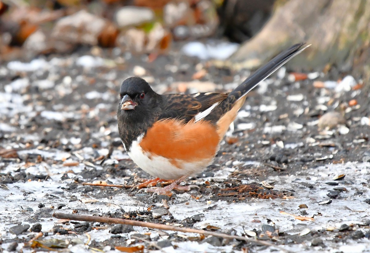 pipilo rudooký - ML646325785