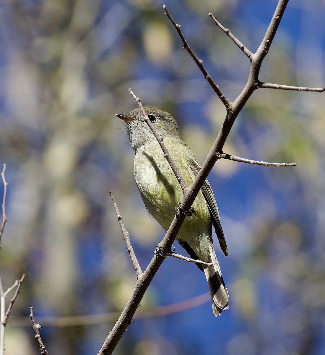 Moucherolle de Hammond - ML646325787