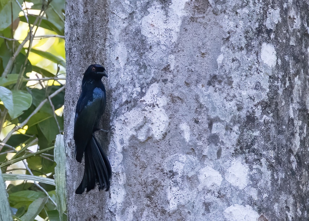 Drongo pailleté - ML646325788