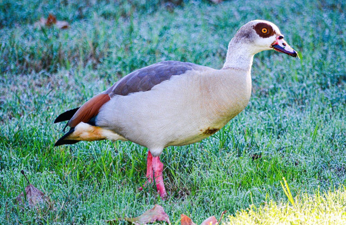 Ouette d'Égypte - ML646325789