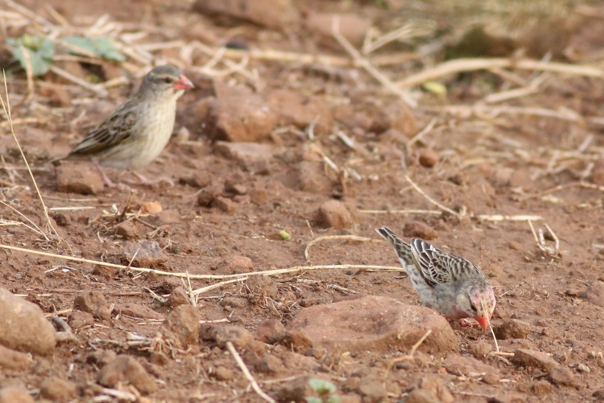 Travailleur à bec rouge - ML646325791