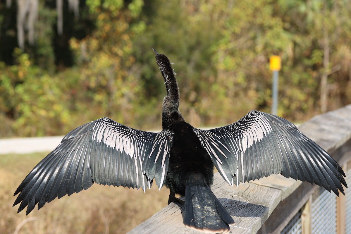 Anhinga d'Amérique - ML646325792