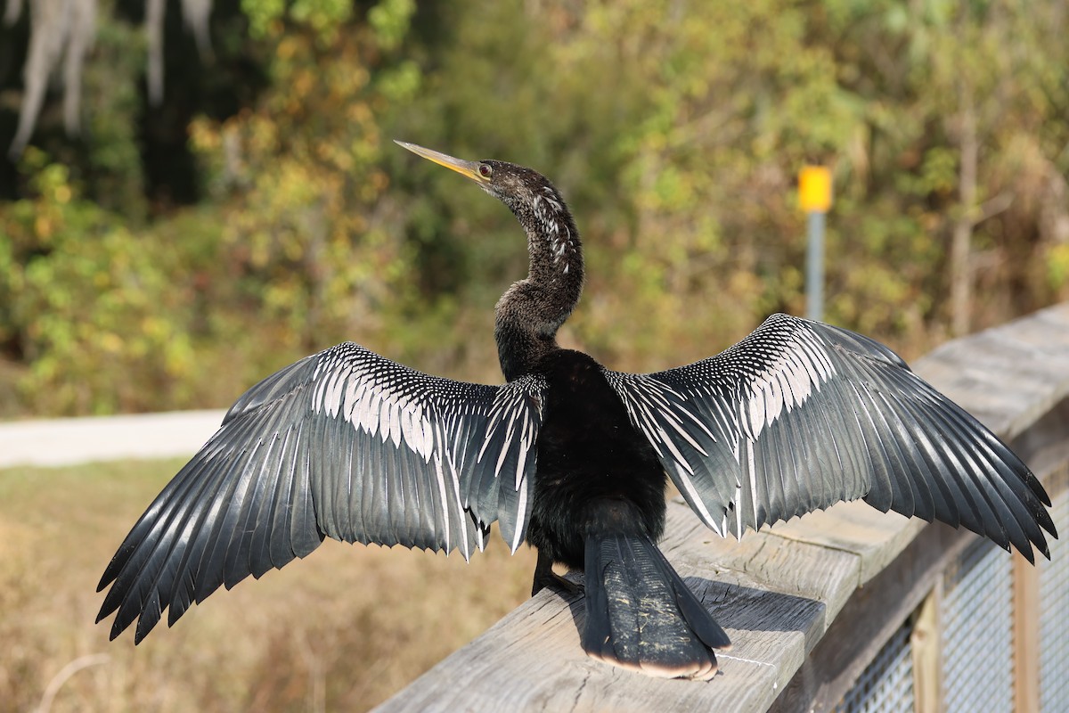 Anhinga d'Amérique - ML646325793
