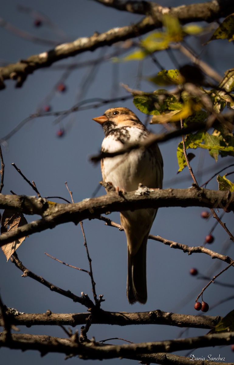 Bruant à face noire - ML646325794