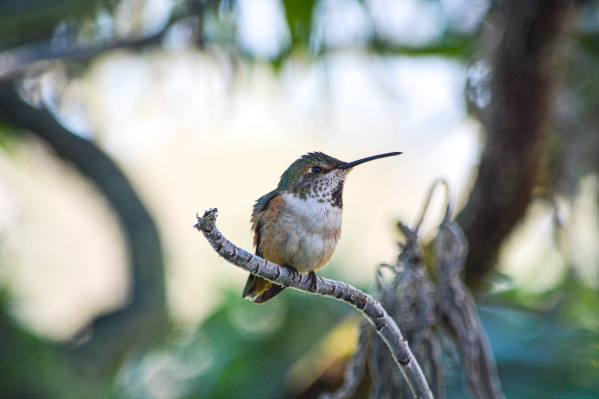 Colibri d'Allen - ML646325795