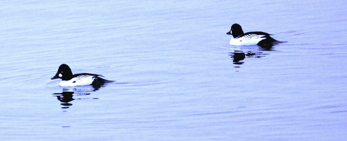 Garrot à oeil d'or - ML646325796