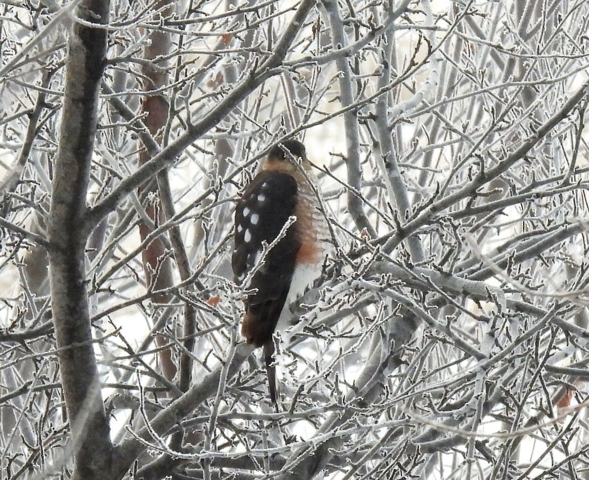 Épervier brun - ML646325797