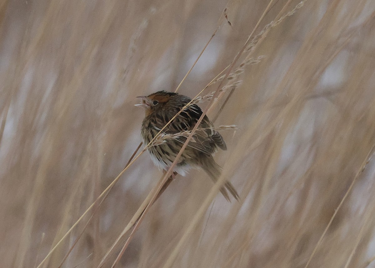 LeConte's Sparrow - ML646325798
