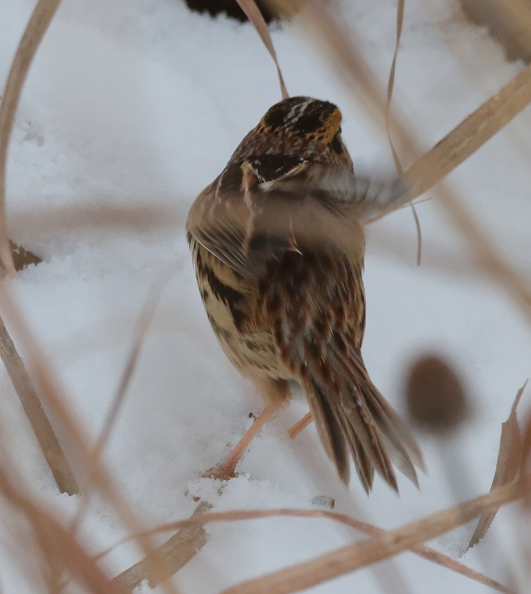 LeConte's Sparrow - ML646325799