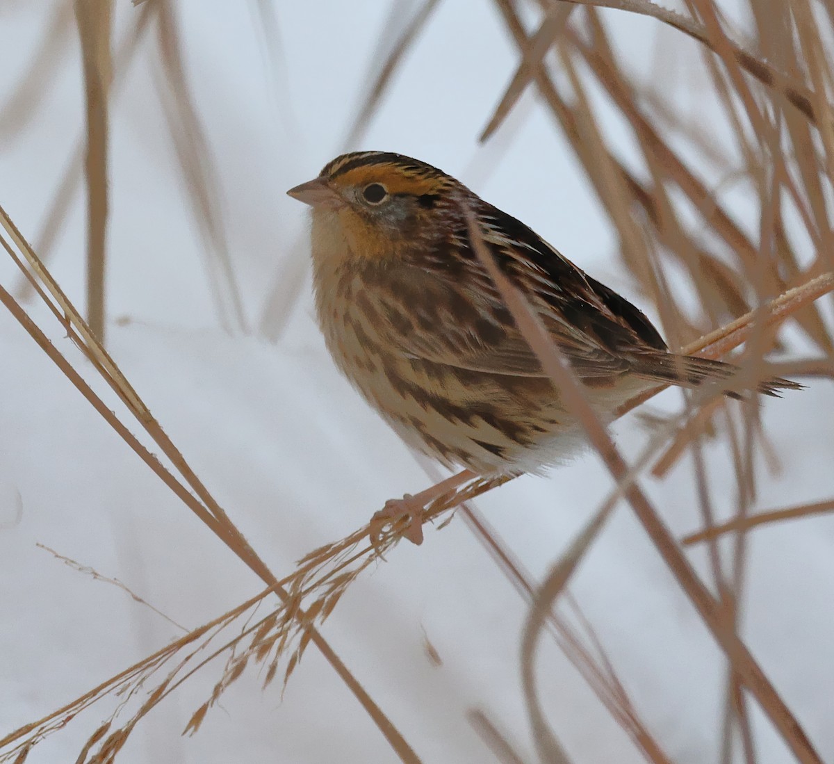 LeConte's Sparrow - ML646325800