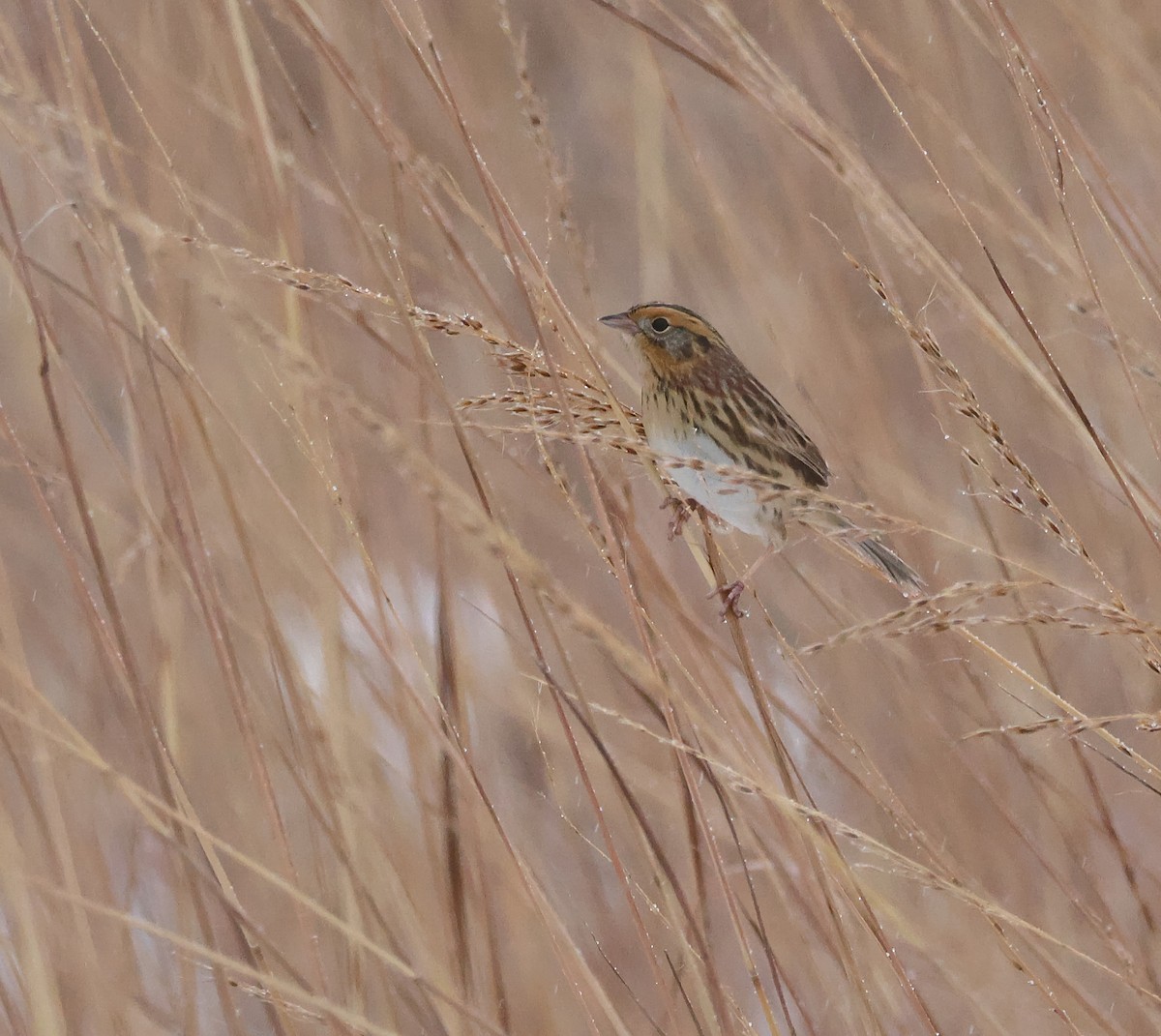 LeConte's Sparrow - ML646325801