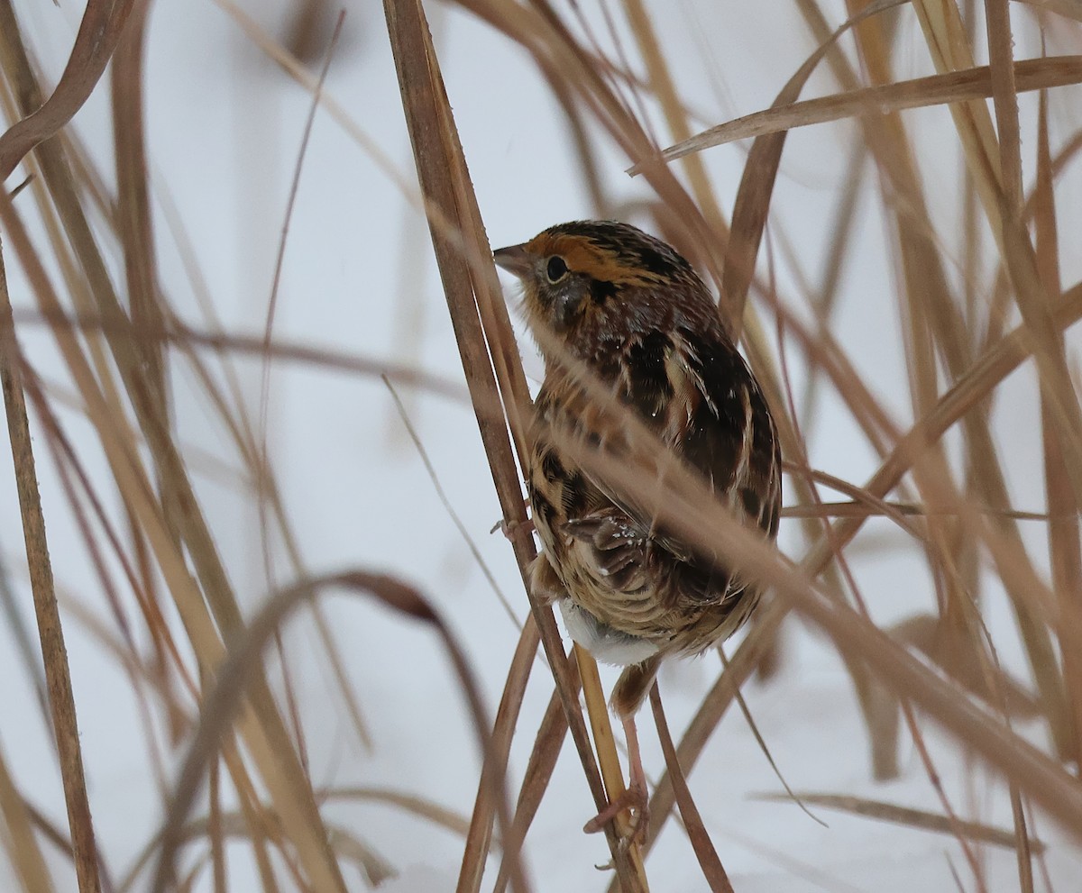 LeConte's Sparrow - ML646325802