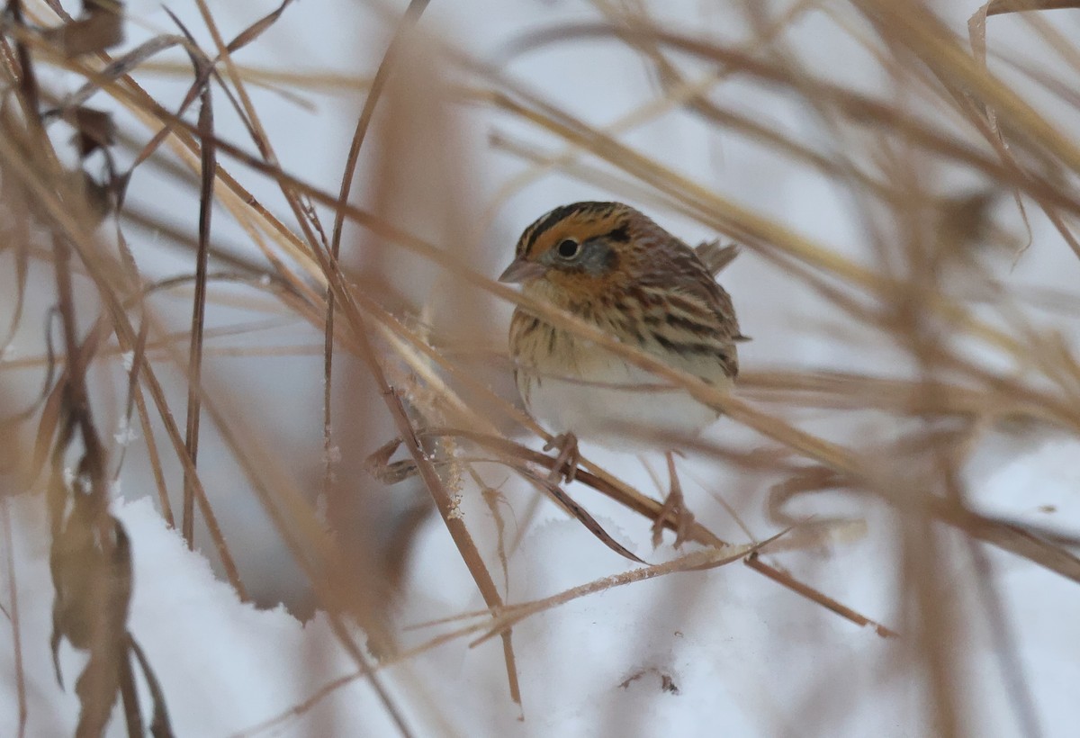 LeConte's Sparrow - ML646325803