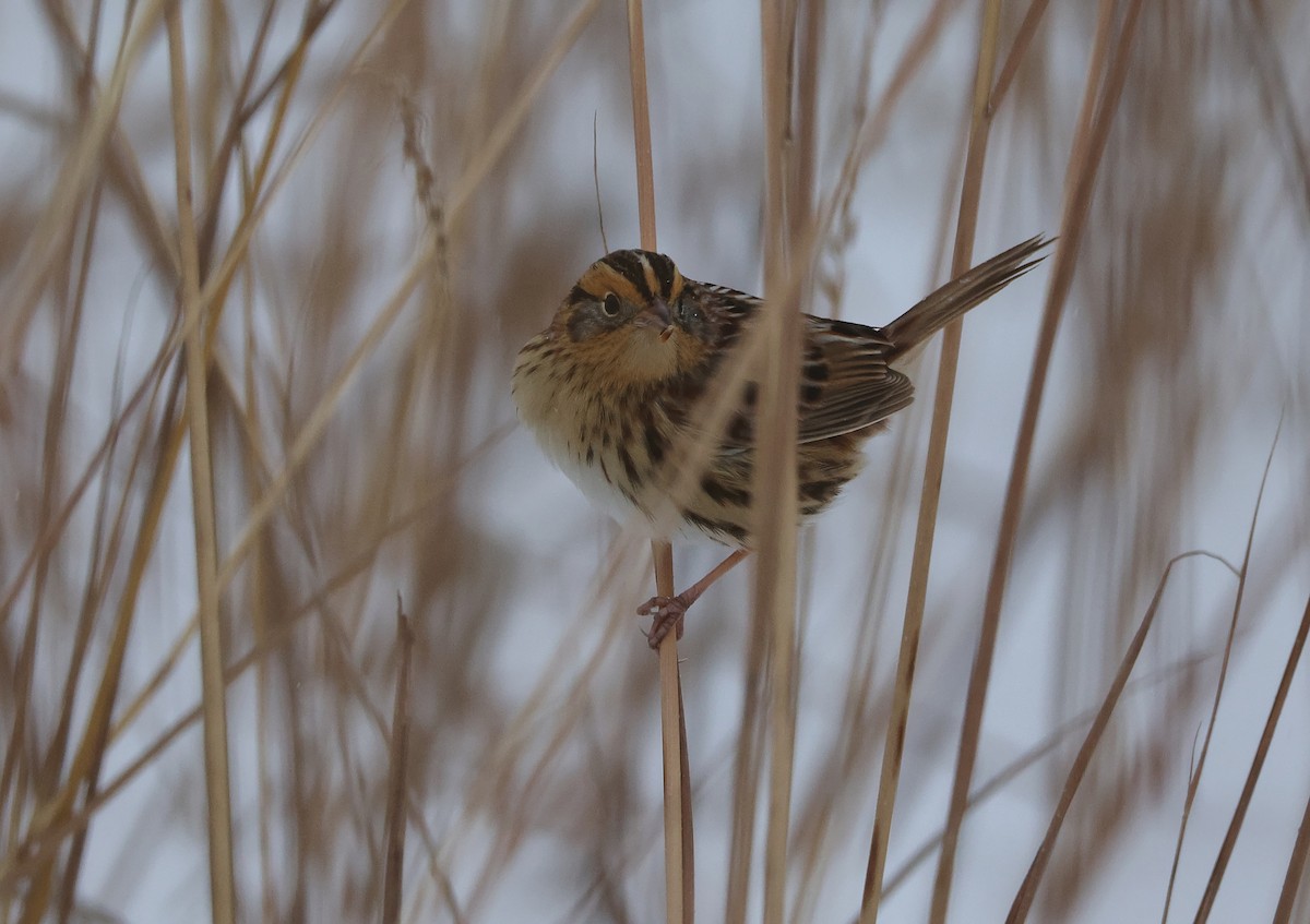 LeConte's Sparrow - ML646325804