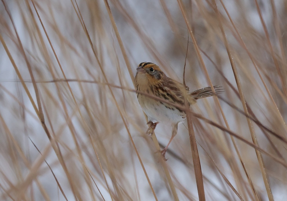 LeConte's Sparrow - ML646325805