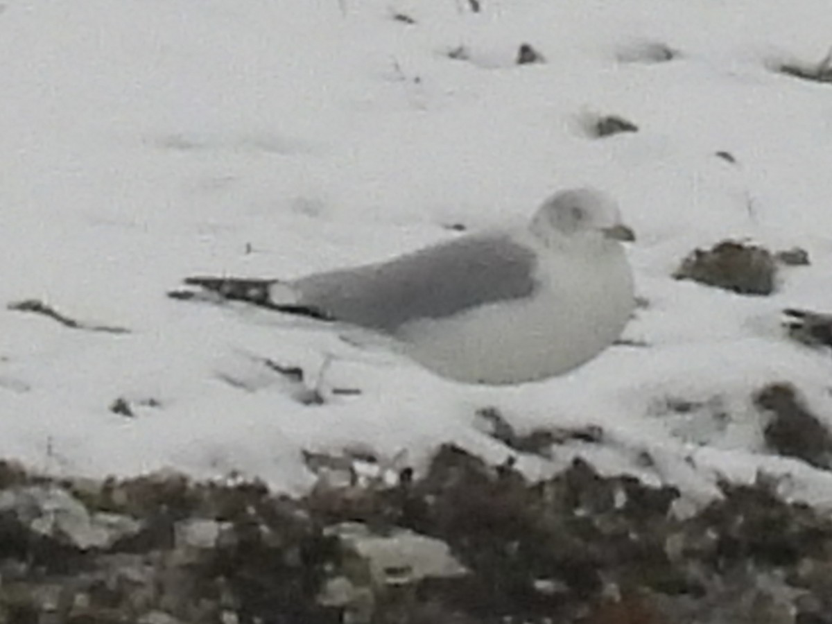 Goéland à bec cerclé - ML646325806